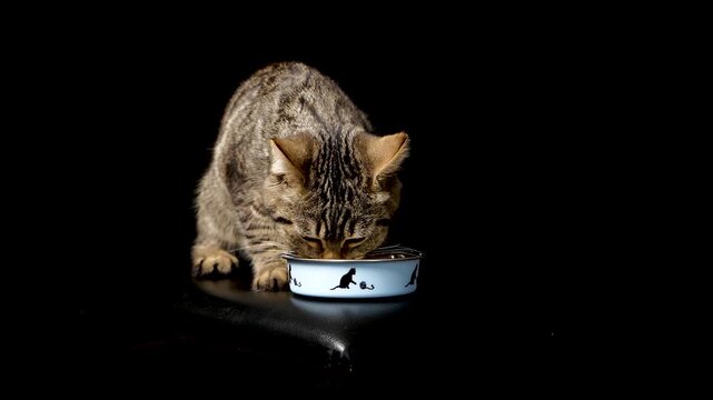 Young striped cat eagerly eating from a bowl on black background. Perfect for pet food ads, veterinary content, themes of animal care and nutrition.