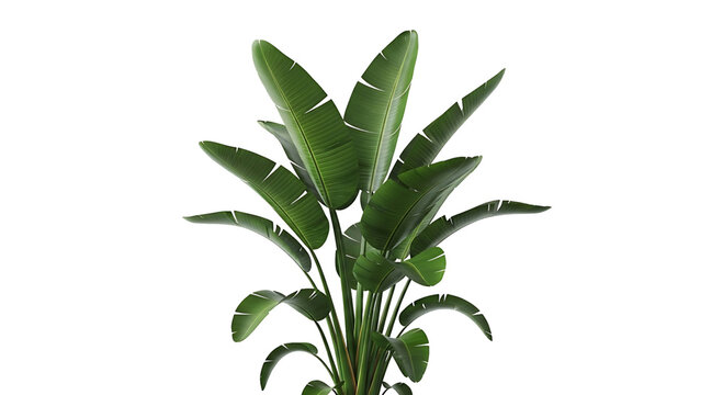 Bird of paradise plant with large green leaves, isolated on transparent background