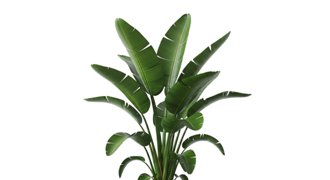 Bird of paradise plant with large green leaves, isolated on transparent background