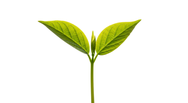 A young green sprout with two leaves and a bud, isolated on transparent background