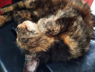 Tortoiseshell cat sleeping on chair 