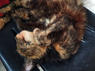 Tortoiseshell cat sleeping on chair 