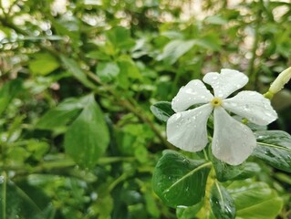 Catharanthus roseus, commonly referred to as Madagascar Periwinkle or Rosy Periwinkle.&nbsp;In Malaysia, it is known as 'Kemunting Cina' or 'Bunga Tapak Dara'.