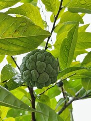 Custard apple fruit on tree