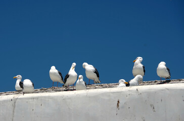 Seagulls on the edge of a roof and blue sky