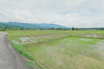 A picturesque scenery of fresh green rice paddy fields somewhere in Northern Thailand