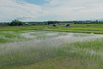 A picturesque scenery of fresh green rice paddy fields somewhere in Northern Thailand
