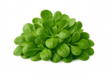 Fresh lamb's lettuce leaves forming a vibrant green bunch, showcasing healthy organic salad ingredient for food and wellness concepts
