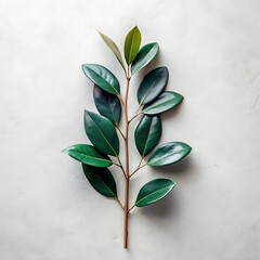 Elegant Green Leaves on Branch with Minimalist White Background for Botanical and Natural Design Concepts