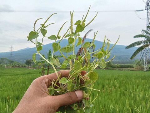 Peperomia pellucida belong from piperaceae family