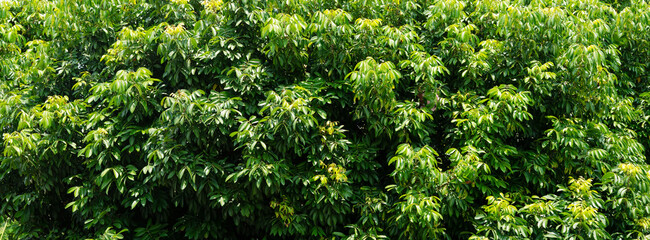 Obraz premium green leaves bush background