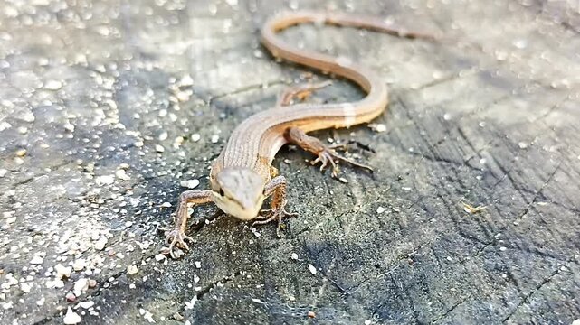 자연 속 도마뱀의 모습6 Lizard in natural habitat   