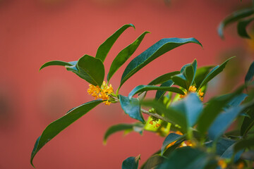Osmanthus Tree Osmanthus Flowers