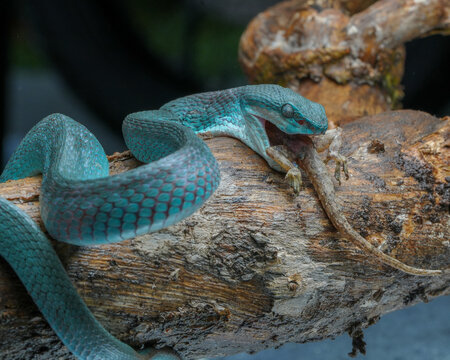 Snake on the tree