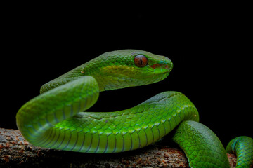 green snake on black background