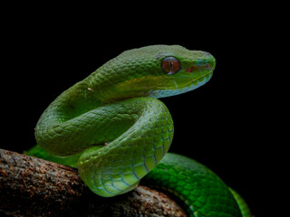green snake on black background