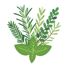 Bright green sprigs of fresh dill and rosemary herbs, tied together, essential for seasoning fish, poultry, potatoes, and other Mediterranean dishes - Vector Illustration