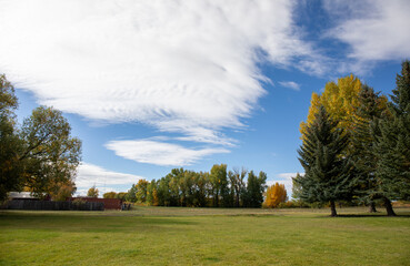 Distant autumnal trees scenery Wyoming in autumn
