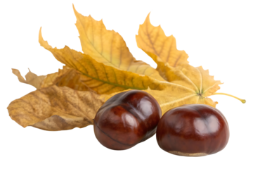 Autumn still life with chestnuts and yellowed maple leaves against a dark background in studio shot
