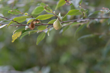 カメリア　エリナカスケード（別名ヒメサザンカ／Camellia tsaii var, synaptica ｀ Elina Cascade´）：椿に似た小さな果実／埼玉県・10月
