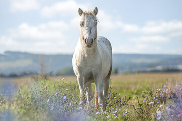 White Shetland Pony standing on a summer meadow with wildflowers under blue sky