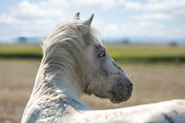 White Shetland Pony standing on a summer meadow with wildflowers under blue sky