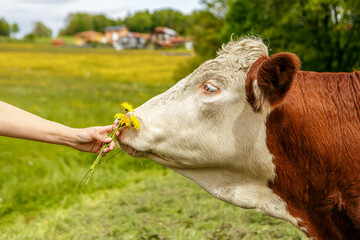 Human hand offering dandelions to a cow, gentle farm interaction in spring meadow