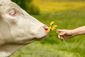 Human hand offering dandelions to a cow, gentle farm interaction in spring meadow