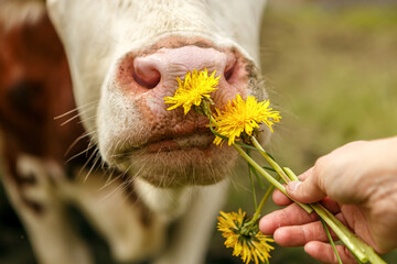 Human hand offering dandelions to a cow, gentle farm interaction in spring meadow