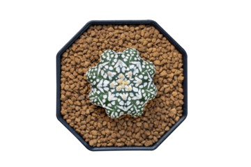 Top view of Astrophytum super kabuto V type star shape in a pot isolated on transparent background png file