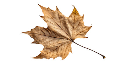 Detailed Close up of a Single Brown Autumn Leaf Against Black Background Nature Fall Season Beauty