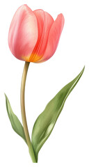 Fototapeta premium Delicate pink tulip flower nature digital artwork garden close-up