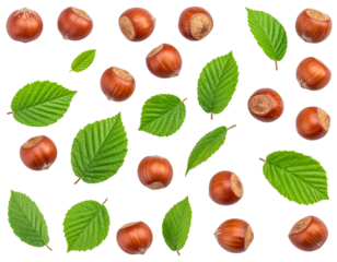 Natural Hazelnut Nuts with Foliage, Transparent Background
