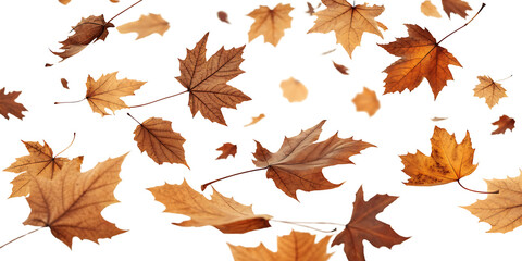 Autumn Leaves Background Texture Fall Season Natural Beauty Decorative Design Backdrop with Brown and Orange Maple Foliage Isolated on Black