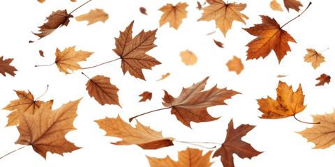 Autumn Leaves Background Texture Fall Season Natural Beauty Decorative Design Backdrop with Brown and Orange Maple Foliage Isolated on Black
