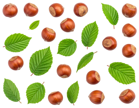 Natural Hazelnut Nuts with Foliage, Transparent Background