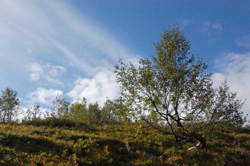 The unique nature of the northern tundra, the Lapland landscape, the kingdom of the Sami, huge stones, blue skies and unusual crooked trees.