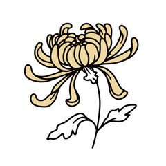 Hand-drawn single line art of a chrysanthemum flower with pale yellow coloring, botanical, floral, and traditional design vector illustration.