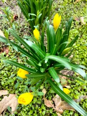 Obraz premium a bush of yellow crocuses in close-up. flowerbed