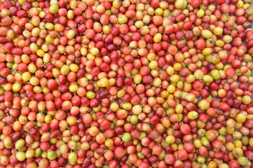 coffee berry seamless texture background