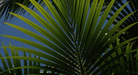 Obraz premium Vibrant Green Palm Fronds Reaching Towards a Clear Blue Sky on a Bright Sunny Day Detailed Tropical Nature Foliage