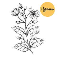 Hand-Drawn Hypericum Flower Plant Illustration