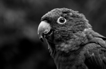 Black and white close-up of a parrot showing detailed feathers and a focused expression, with a soft blurred background.
