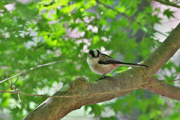 A cute wild bird with a helmet pattern and a round face ,Long-tailed Tit