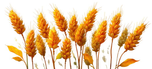 Ripe wheat stalks in a golden hue against a dark background