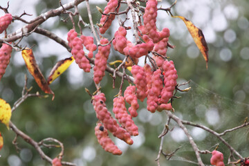 Blue-and-White Flycatcher likes kobushi fruit very much