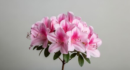 Blooming Pink Azalea Flower with Green Leaves on Grey Background