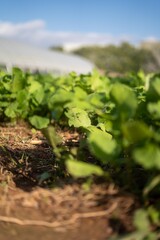 Obraz premium Organic vegetables and fresh produce from local ecological farming. Authentic farm-to-table concept with natural light, sustainability, and healthy food from the countryside.