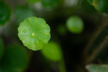 Macro photograph of an indoor air-purifying plant showing rich green tones and organic patterns.