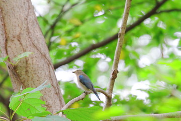 オオルリの幼鳥